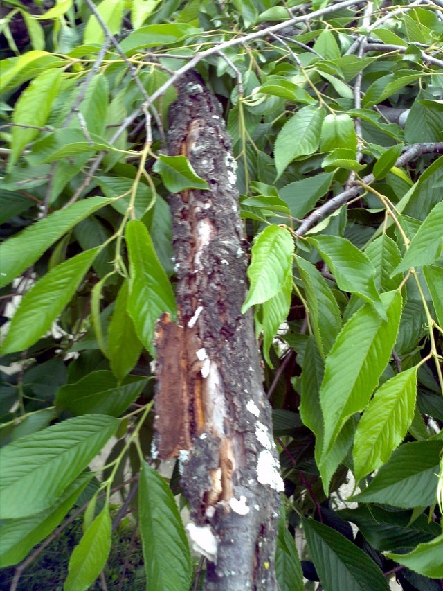 Help Identifying Weeping Cherry Disease
