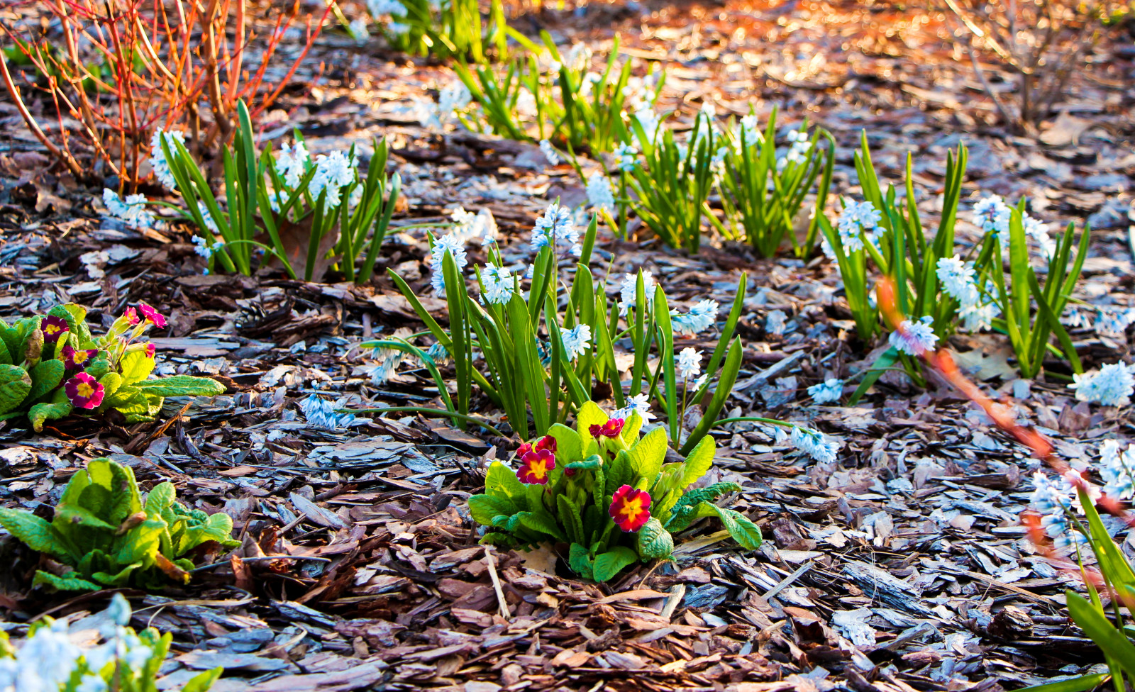 Горки-10, 2017-2020 г.г.