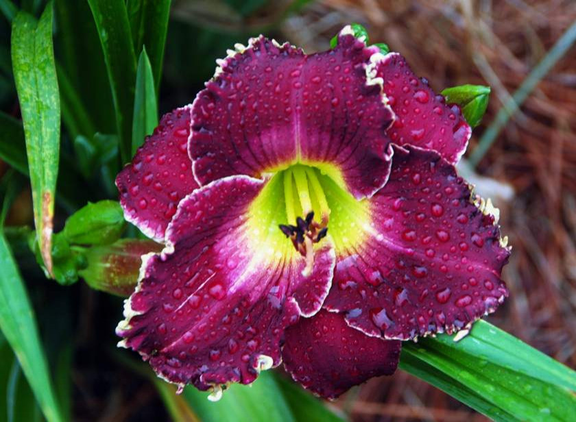 Rainy Blooms for Friday and Saturday | Houzz Forum