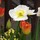 Last commented by Glassonion91168