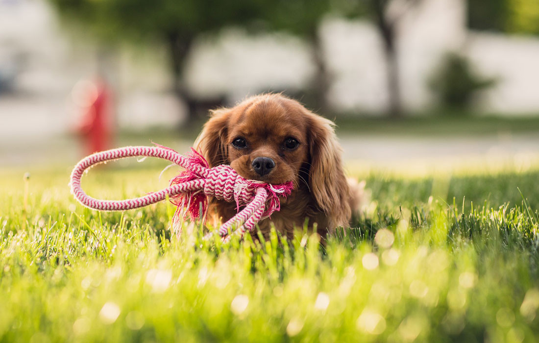 Trust your puppy to play on your organic lawn....