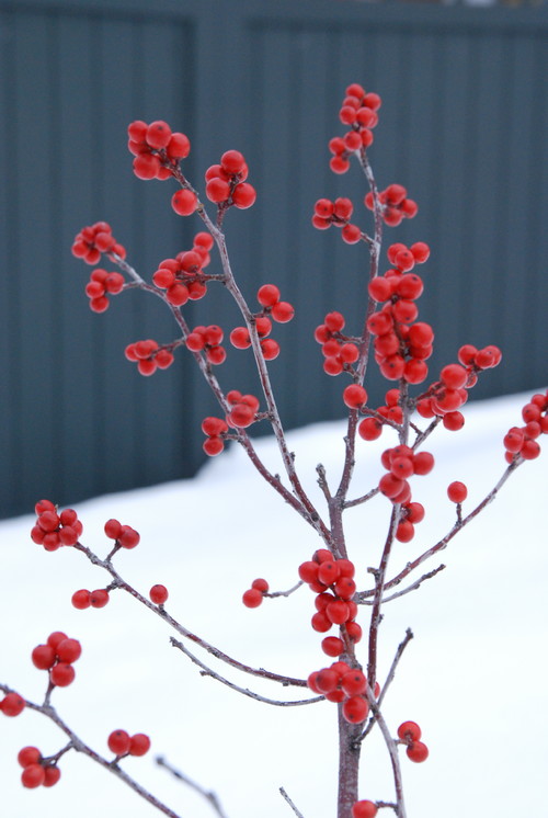 What are the Beautiful Red Berries by the Road? - LAND DESIGNS UNLIMITED LLC