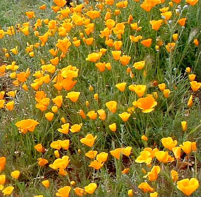 Golden shops California Poppy Stained Glass