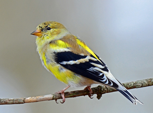 Backyard Birds How To Care For American Goldfinches