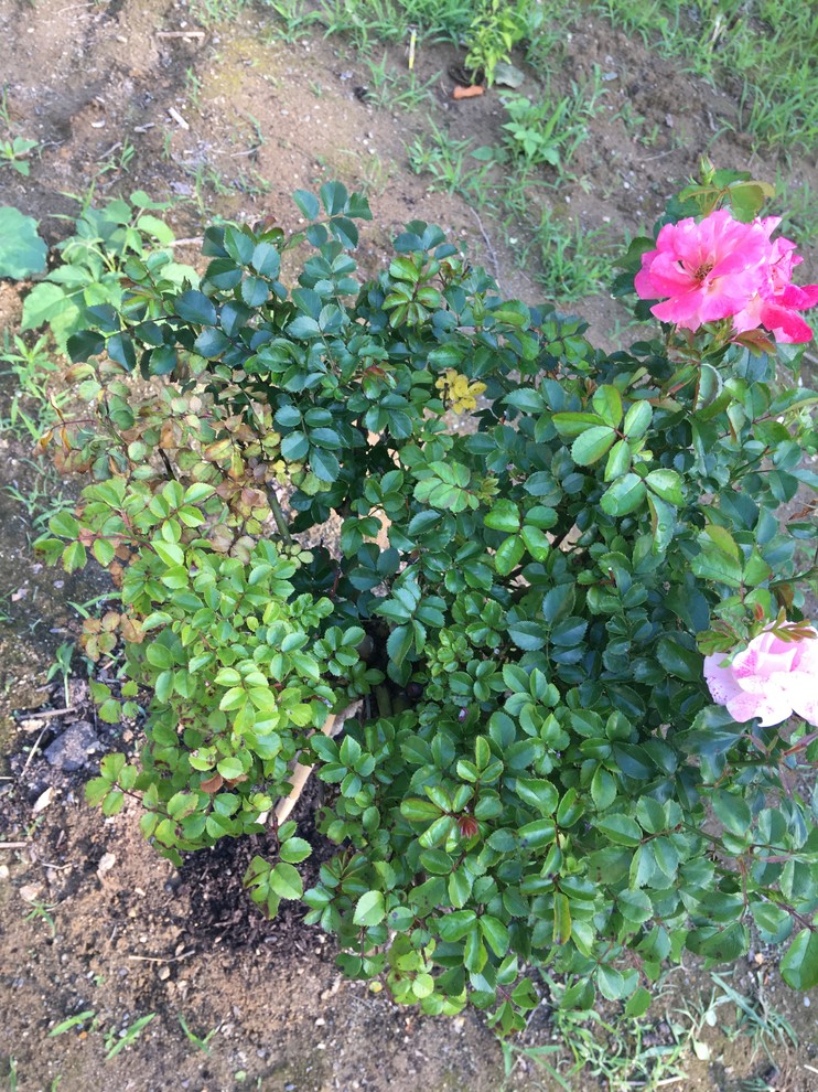 Drift rose leaves turning yellow, help!