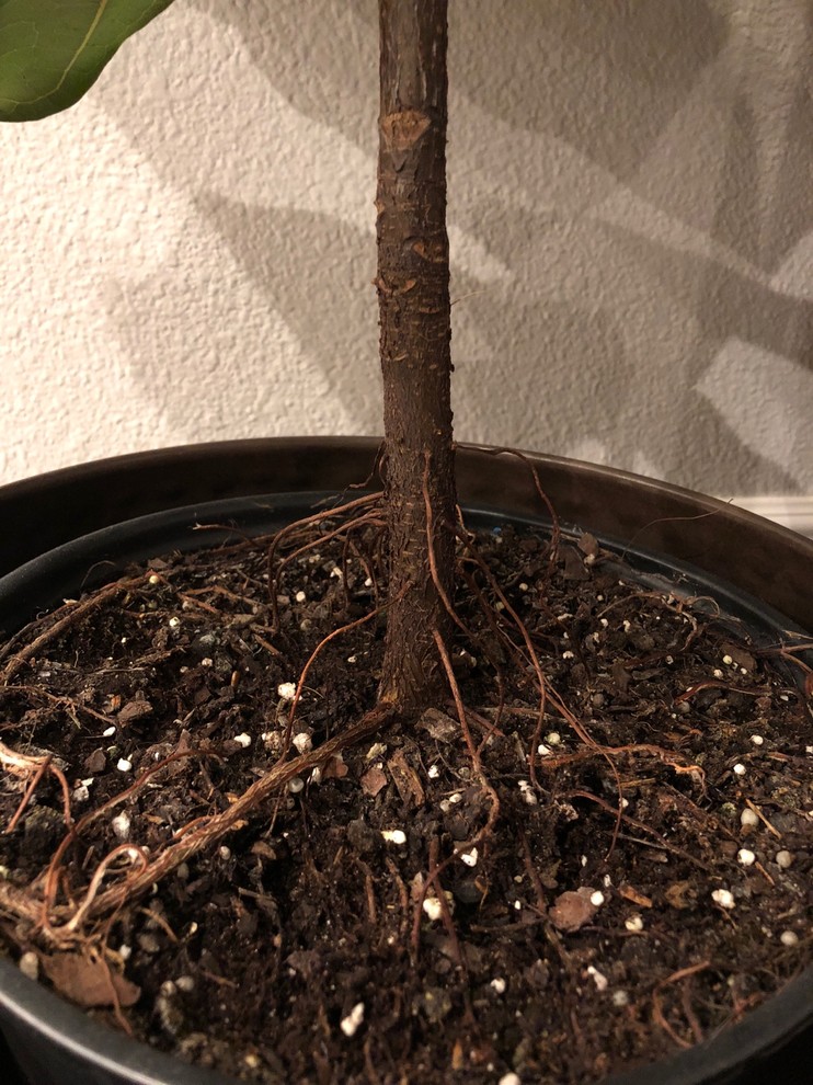 Roots of fiddle leaf fig