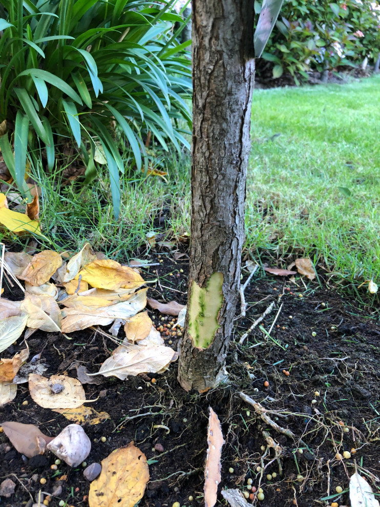 Damage to limelight hydrangea bark