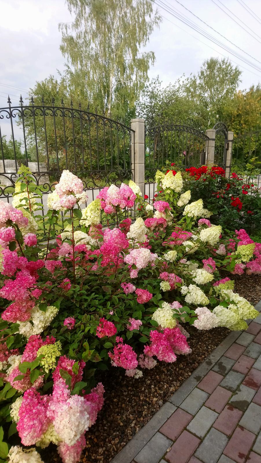 Маленький камерный сад.