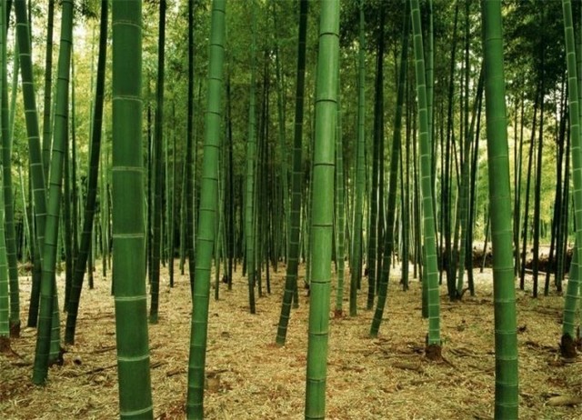 Bamboo Forest Mural 1831 DS8031