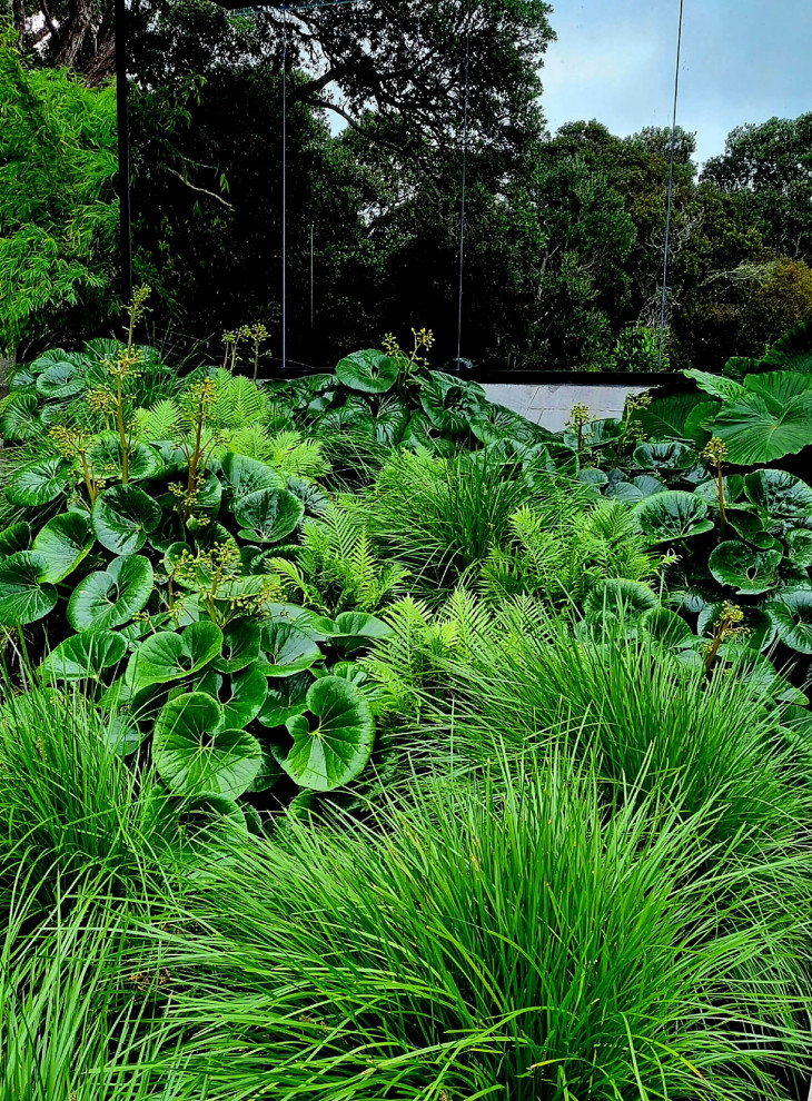 Inspiration for a contemporary garden in Auckland.
