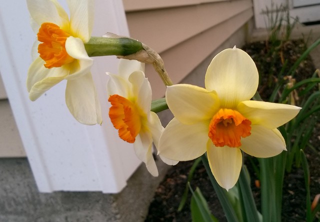 Daffodil 3WY-GYO farmhouse-garden