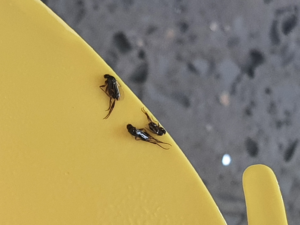 Identfiy these small black flies in house