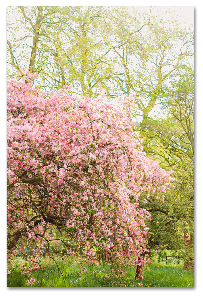 Ariane Moshayedi Pink Cherry Blossoms Canvas Art Contemporary Prints And Posters By Trademark Global