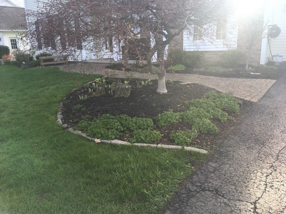 landscaping question what to plant under Japanese Maple