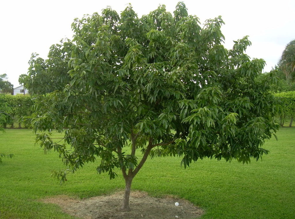How to Get Lychee Tree to Give Fruit?