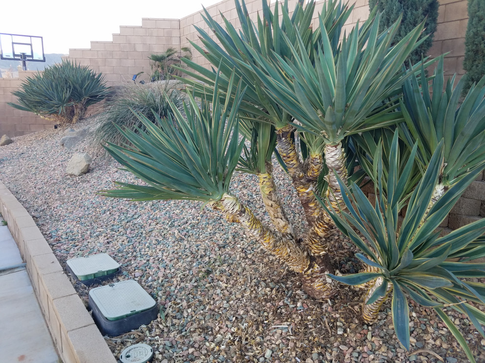 Photo of a mid-sized southwestern drought-tolerant, desert and full sun front yard decomposed granite landscaping in Los Angeles for summer.