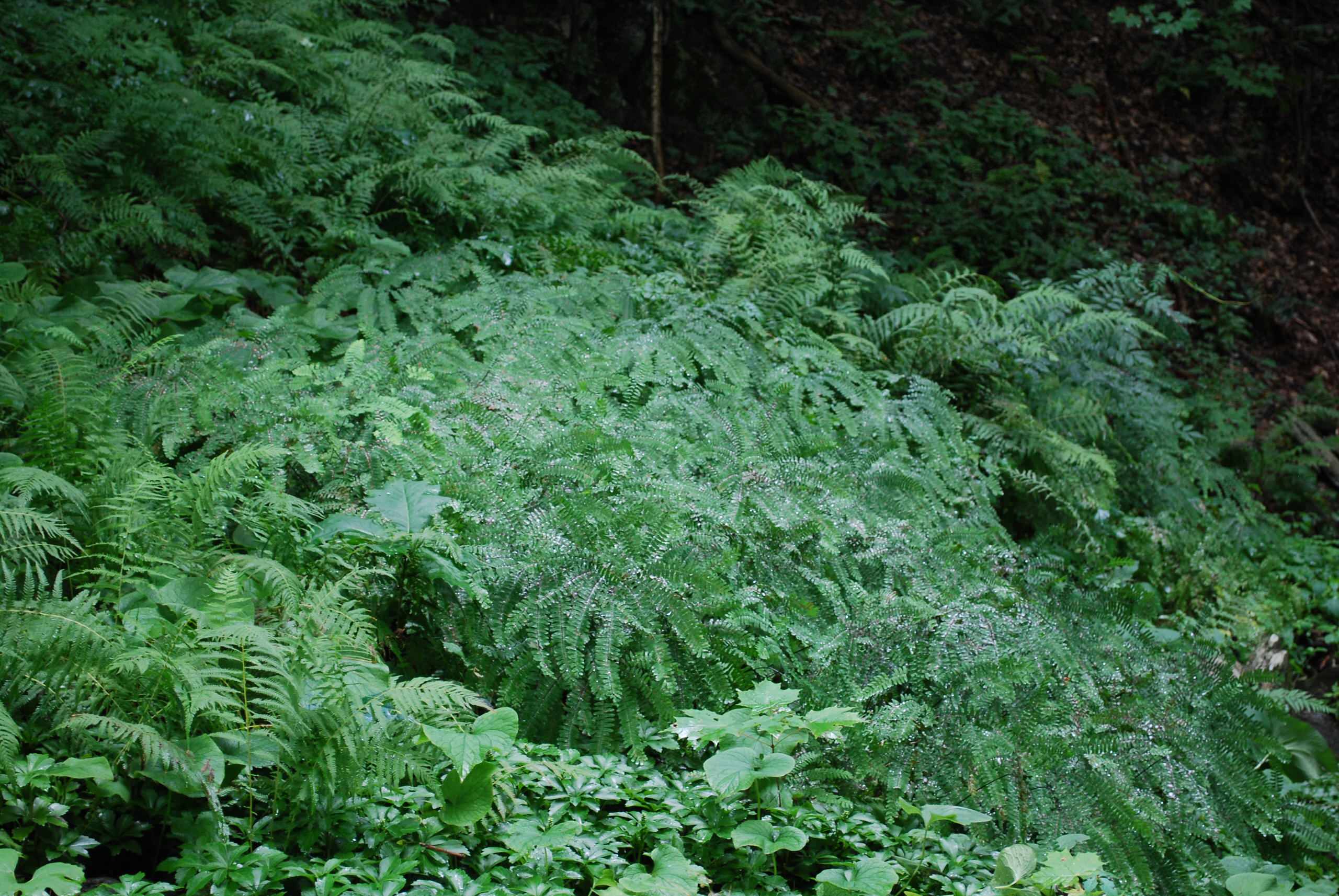A fern garden at Innisfree