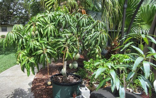 Dwarf Mango Plant
