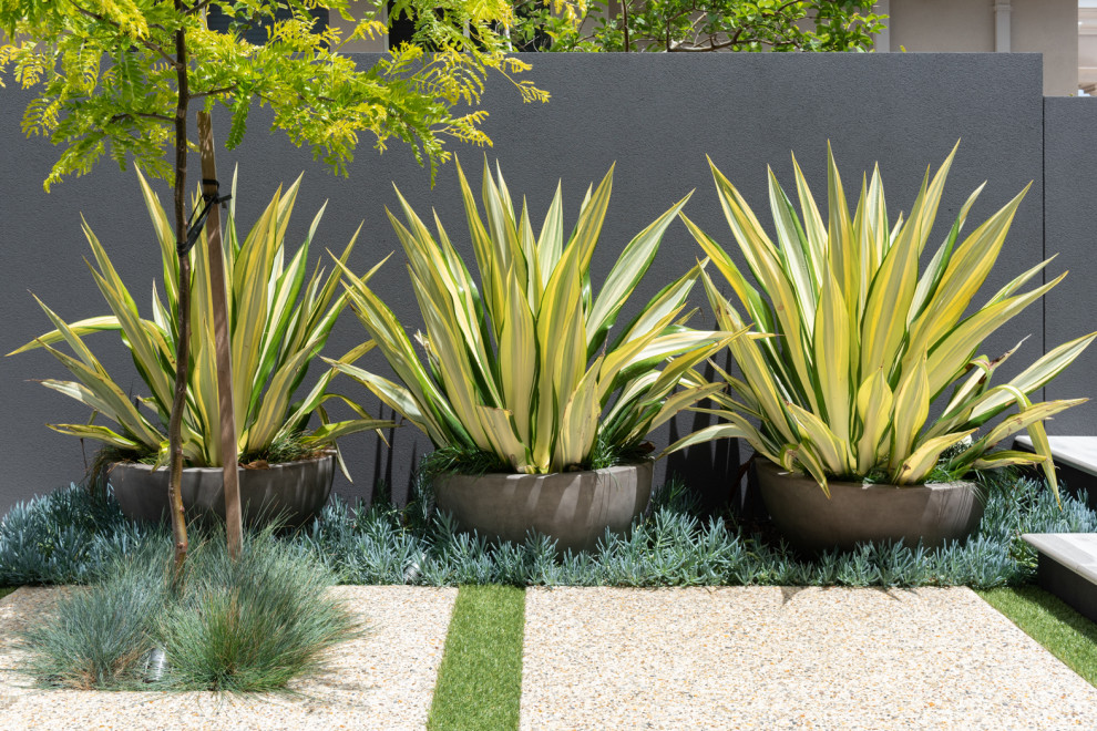 Design ideas for a contemporary garden in Perth.
