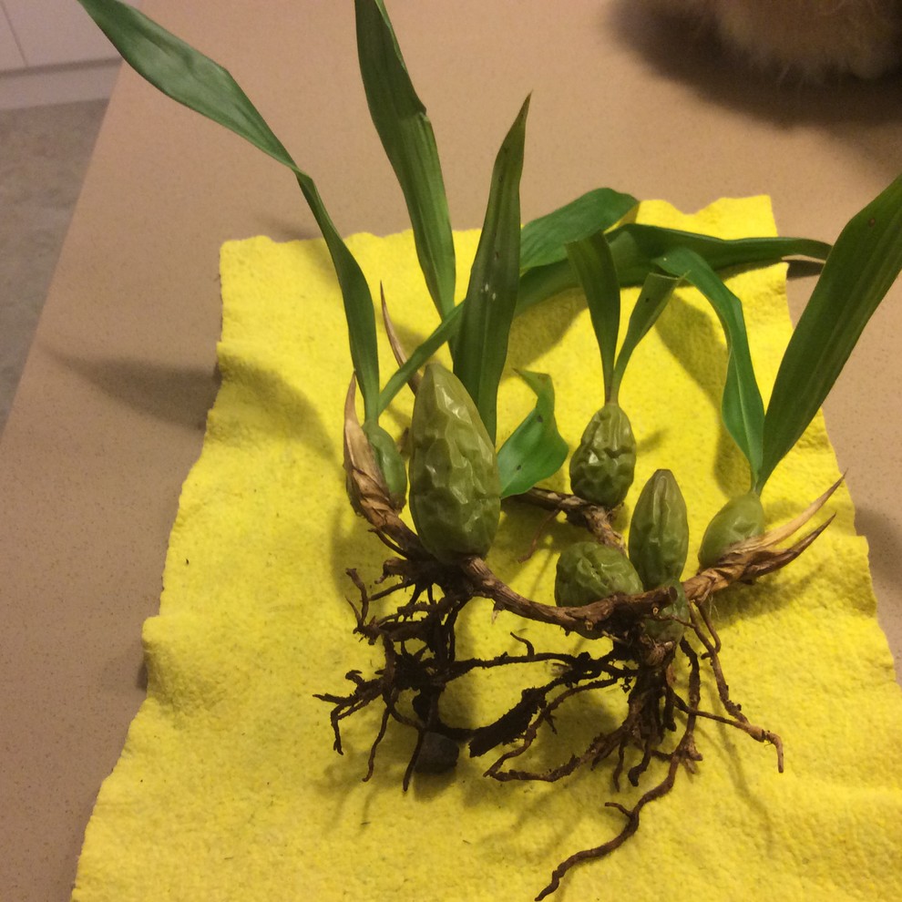 Saving disgusting root system?!