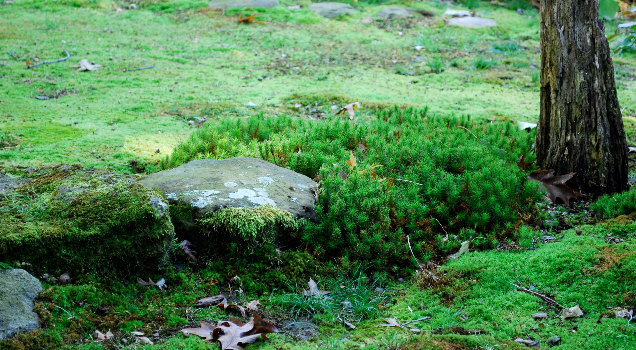 Moss garden