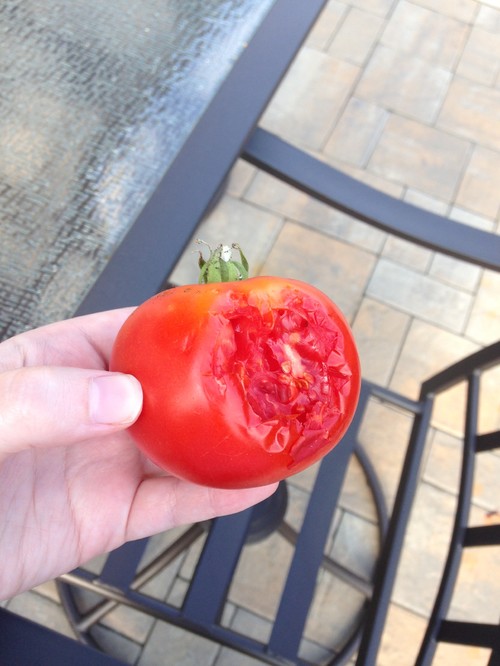 Birds keep eating my Stepmom's tomatoes. Help?