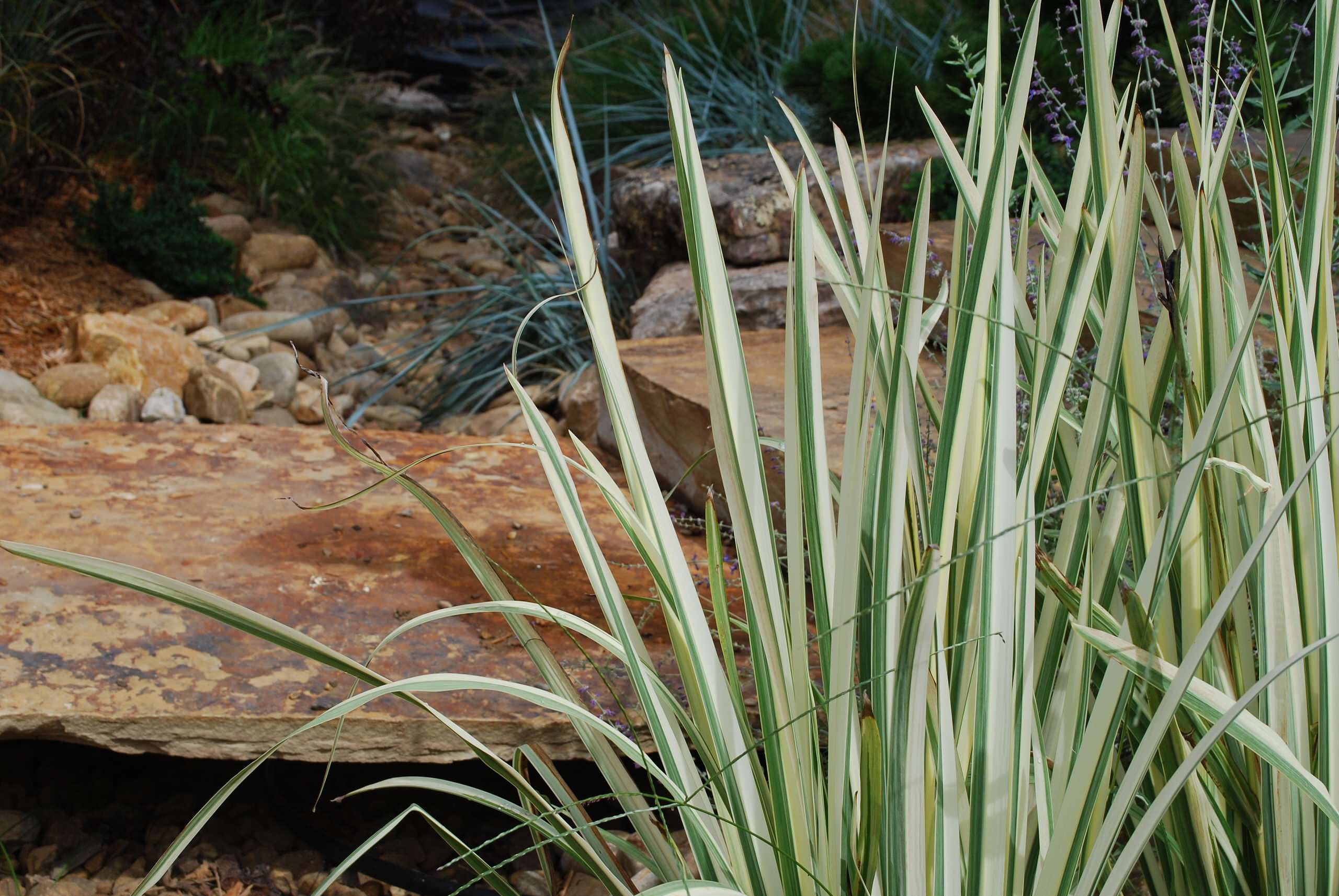 Iris along stone bridge and steps