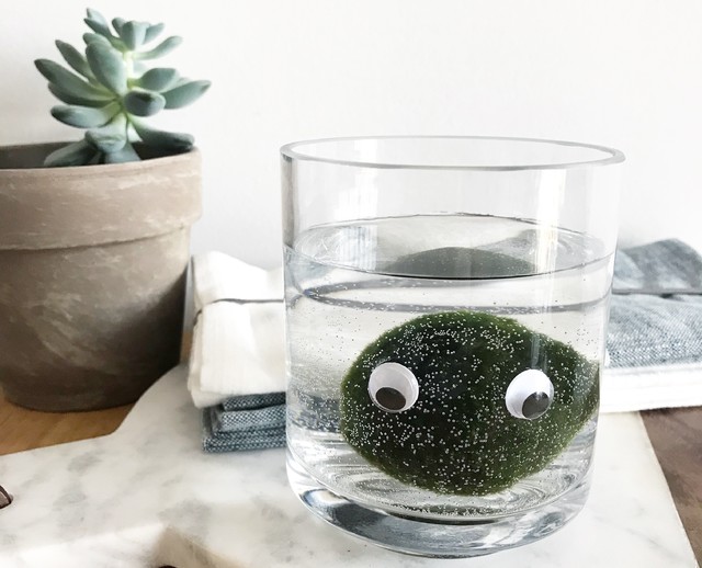 Pet Plant: Could You Love a 'Marimo' Moss Ball?