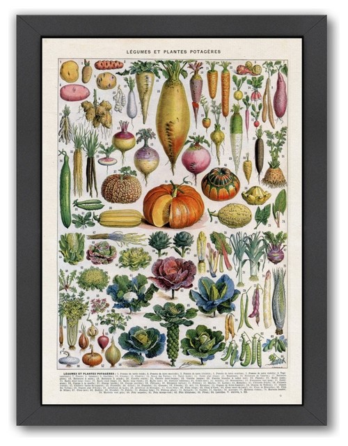 Legumes Et Plantes Potageres Vintage Art Print Print Contemporary Prints And Posters By Americanflat