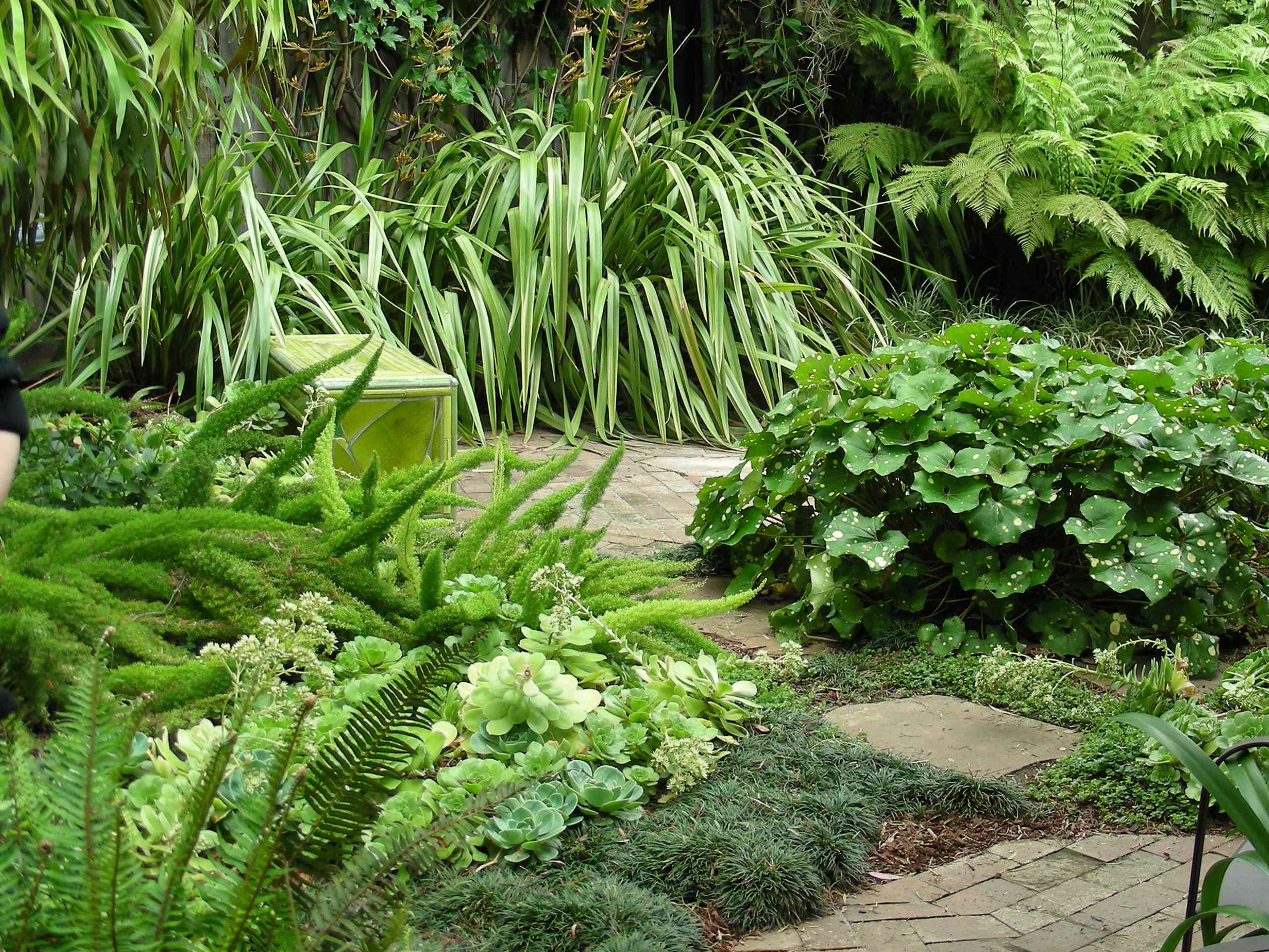 Easy-Care Evergreen Plants and Combos for Stunning Shade Gardens