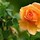 Last commented by Maria Do Carmo Afonso