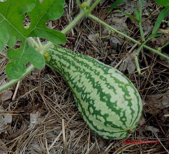 Looks like a melon squash!