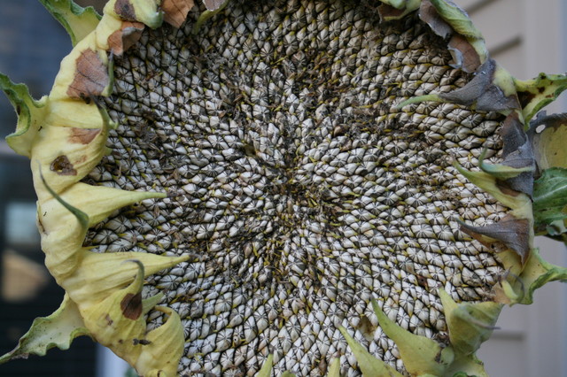Seedhead.JPG traditional-landscape