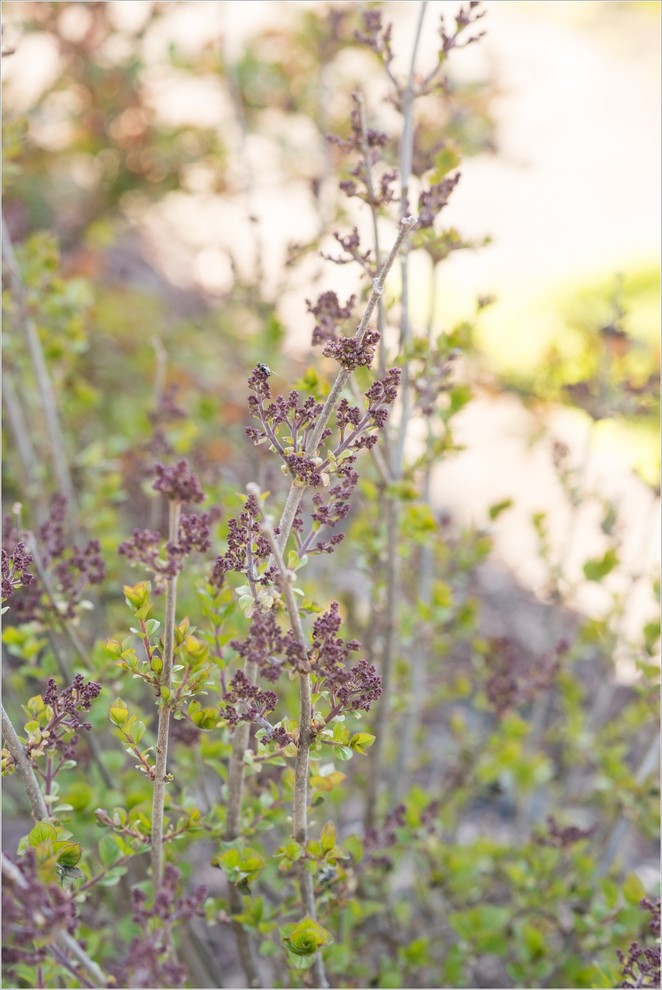 My first Lilac Bush Dead buds? Normal buds? (pics included)