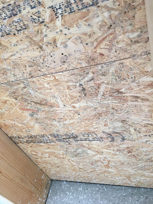 Schimmel an der Baustellen