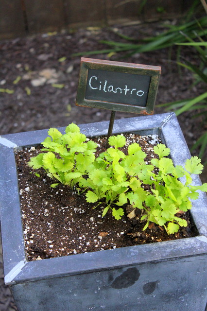 Herb Garden Essentials Versatile Cilantro Adds Flavor To Gardens - Herb Garden Essentials