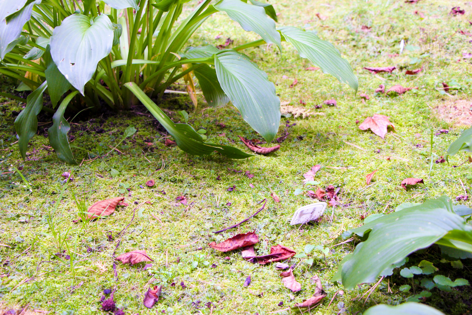 Баковка, 2018 г.