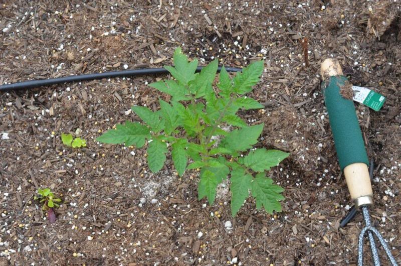 How to get rid of fungus gnats on plants - Los Angeles Times