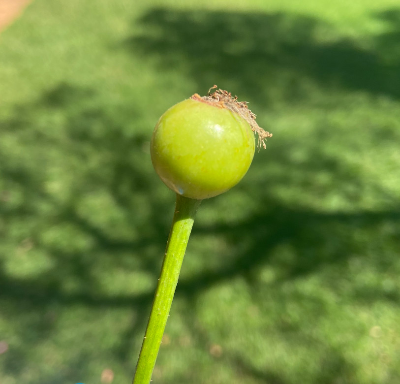 Can Rose hips ripen when cut off the rosebush and is still green?