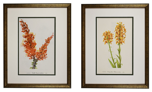 Original Vintage 1953 Botanical Wild Flower Print, Set of 2 ...