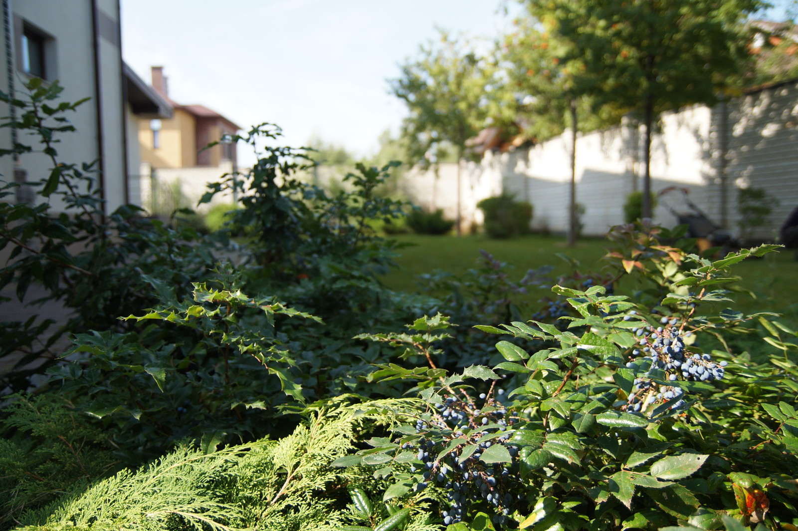 Гортензии много не бывает.