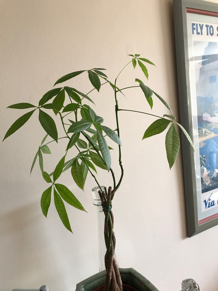 Does my Money Tree need more light?