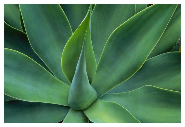 Fox Tail Agave Leaves Succulent Mountains Of Mexico Paper Art Contemporary Prints And Posters By Global Gallery Fox Tail Agave Leaves Succulent Mountains Of Mexico Paper Art Contemporary Prints And Posters By Global Gallery