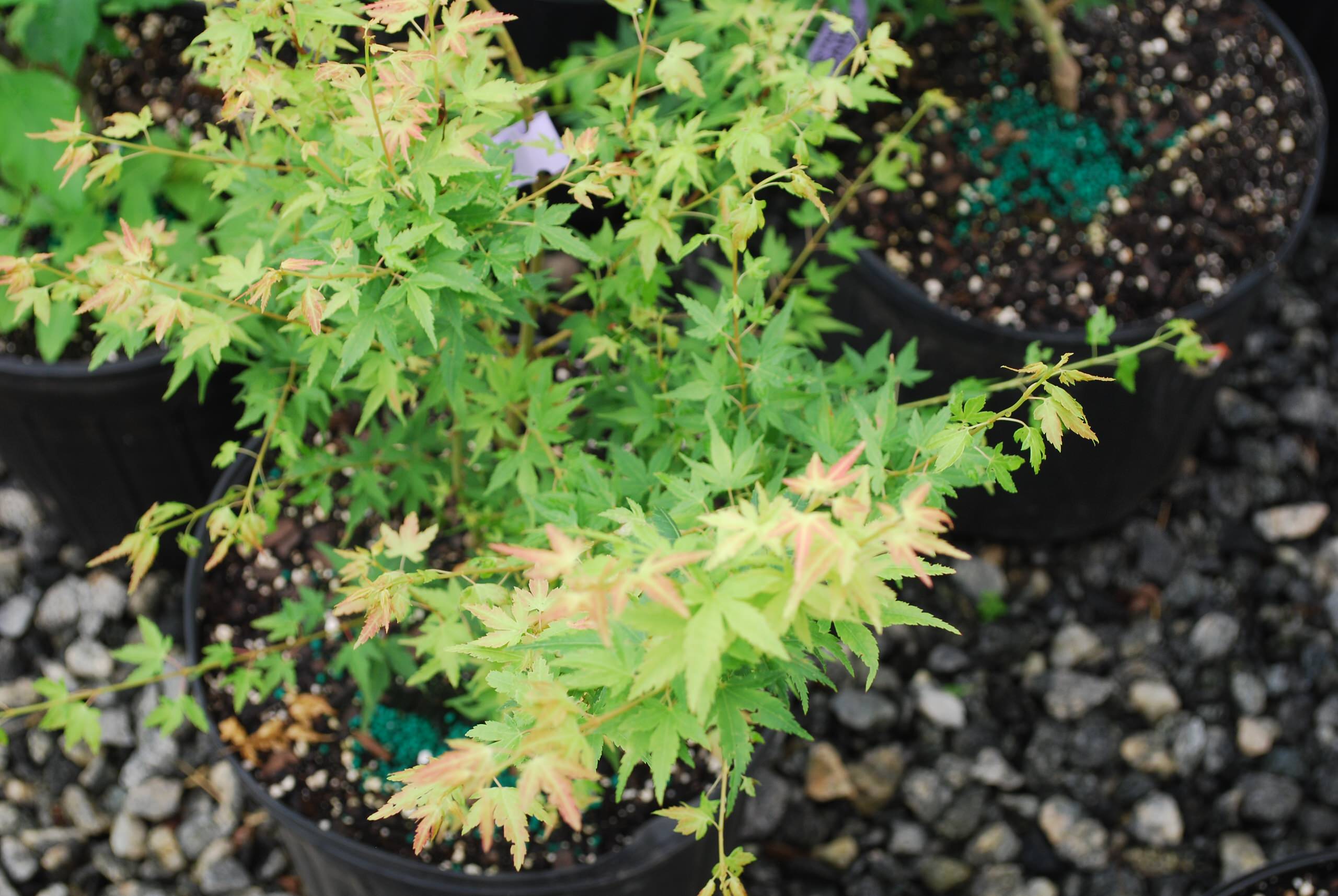 Acer palmatum 'Saiho'