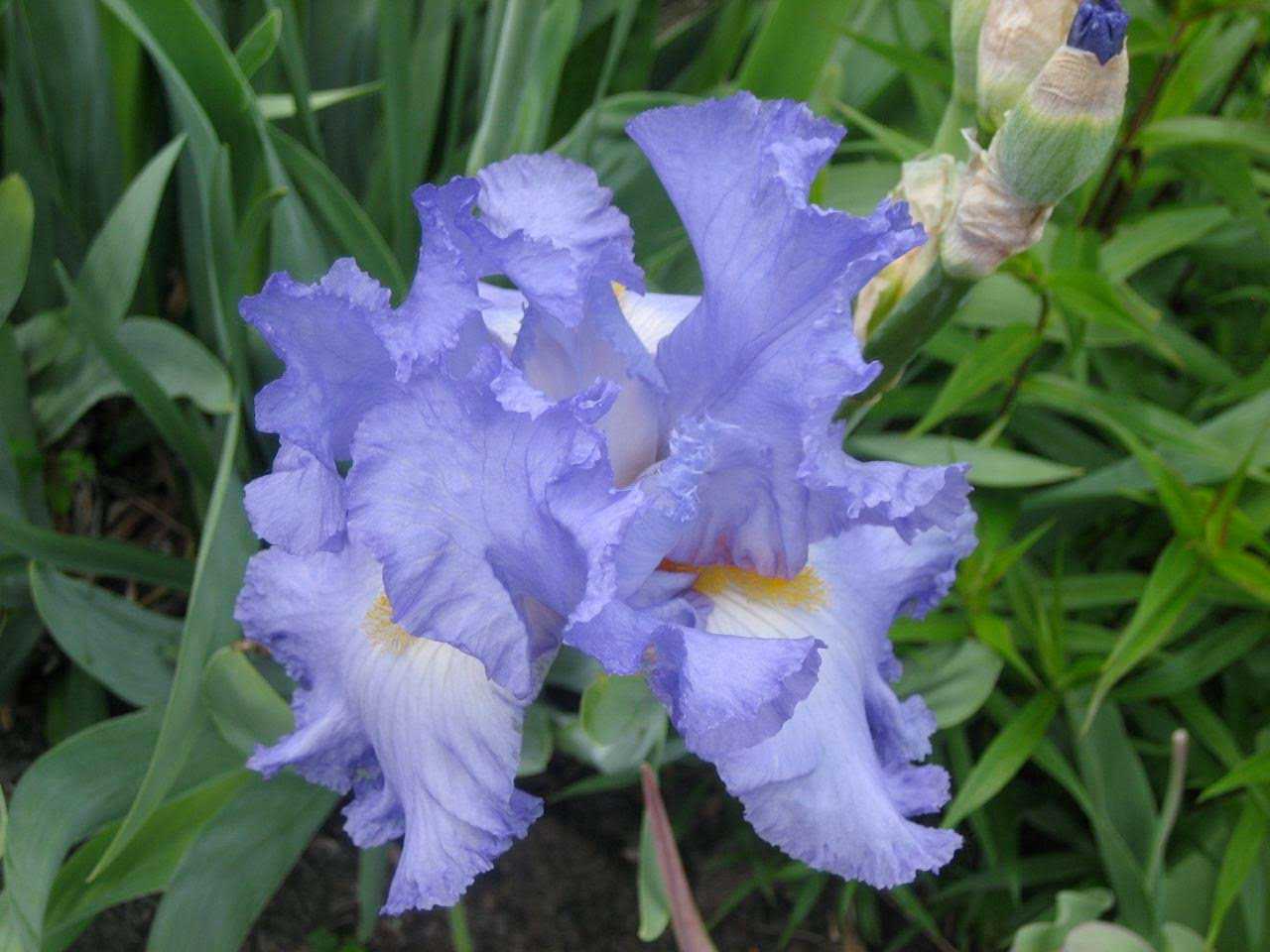 Blue flowering perennials