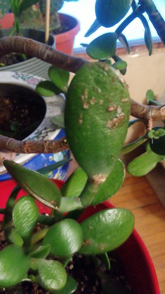 diseases - Why is my jade plant behaving like this? - Gardening &  Landscaping Stack Exchange