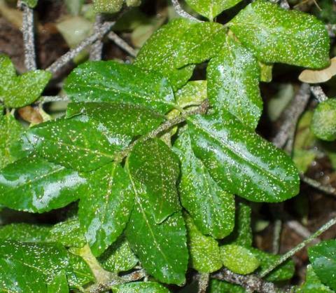 Tiny White Bugs On Euyonemous