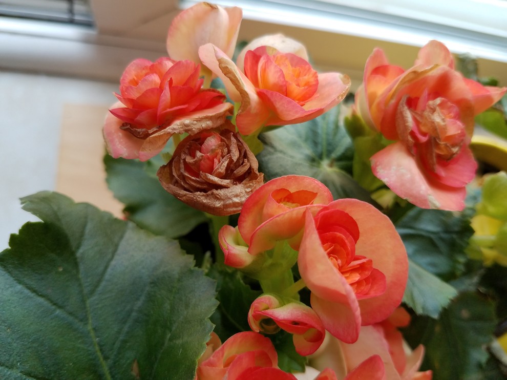 Help! Begonia flowers are crispy and brown.