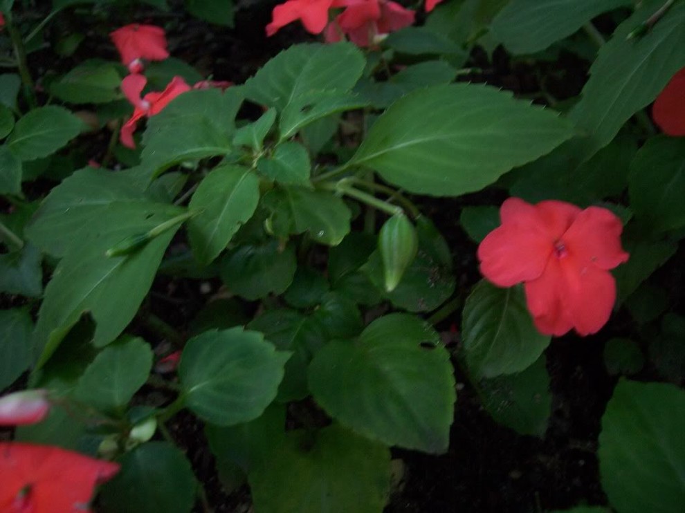 How to get seed from Impatiens