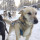 Hundspann och snöskoterturer i Kiruna